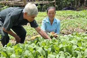 Cựu Chiến binh xã Vĩnh Thuận (huyện Vĩnh Hưng, tỉnh Long An) thăm mô hình trồng rau của gia đình bà Lương Thị Mơ.