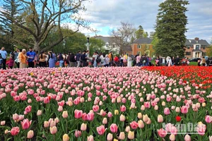 [Ảnh] Mãn nhãn với rừng hoa tulip khoe sắc rực rỡ ở thủ đô Ottawa, Canada 