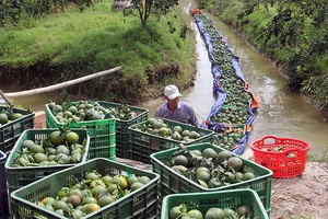 Nông dân huyện Trà Ôn thu hoạch cam sành.