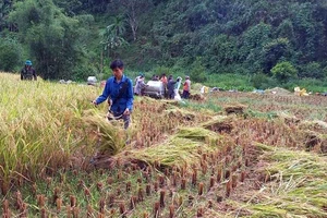 Đoàn viên, thanh niên huyện Hòa An giúp gia đình chính sách gặt lúa.