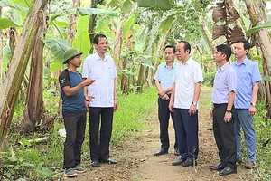 Cán bộ và người dân xã Vĩnh Chân, huyện Hạ Hòa trao đổi kinh nghiệm liên kết sản xuất, tiêu thụ chuối.