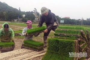 Chuẩn bị mạ cho máy cấy của Hợp tác xã dịch vụ nông nghiệp thị trấn Tân Thanh, huyện Thanh Liêm (Hà Nam). (Ảnh nhandan.vn)