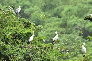 Nhiều loài chim hoang dã được sinh sống, bảo tồn tại Vườn chim Thung Nham, tỉnh Ninh Bình. (Ảnh MỸ HÀ)