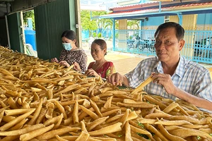 Thương binh Trần Văn Khi hướng dẫn lao động dân tộc Khmer cách chế biến đặc sản bong bóng cá biển. (Ảnh NGUYỄN PHONG)