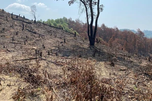 Tồn tiền dịch vụ môi trường rừng tại huyện Điện Biên đã ảnh hưởng không nhỏ đến hiệu quả công tác bảo vệ rừng ở địa phương này (trong ảnh, một cánh rừng tại xã Na Ư, huyện Điện Biên đã bị phá).