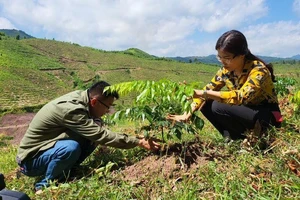 Cán bộ kỹ thuật của Công ty TNHH MTV Lâm Nghiệp Ba Chẽ kiểm tra độ tăng trưởng của cây lim xanh.