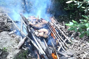 Người dân Cà Mau chủ động tiêu hủy lợn chết nghi do mắc bệnh tả lợn châu Phi vào thời điểm dịch bệnh Covid-19 năm 2021.