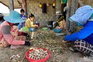 Nông dân trồng tỏi thôn Thái An, xã Vĩnh Hải, huyện Ninh Hải, tỉnh Ninh Thuận điêu đứng với chuyện tỏi mất mùa, mất giá.