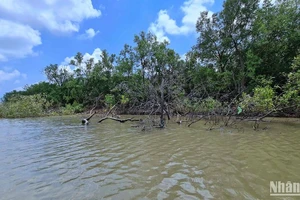 Cây rừng ven biển Cà Mau bị sóng dữ tàn phá, uy hiếp an toàn đê biển.