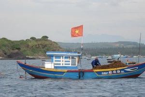 Khu vực ven biển huyện Bình Sơn (Quảng Ngãi) là nơi có vùng rong mơ tự nhiên tương đối phong phú.