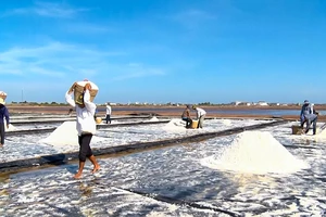 Diêm dân xã Điền Hải, huyện Đông Hải, tỉnh Bạc Liêu thu hoạch muối.