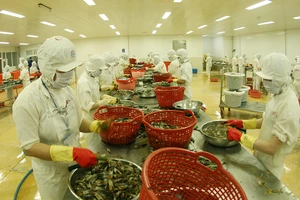 Chế biến thủy sản xuất khẩu tại Công ty cổ phần Chế biến thủy sản xuất nhập khẩu Kiên Cường, tỉnh Kiên Giang. (Ảnh TRẦN TUẤN)
