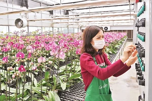 Vận hành hệ thống chăm sóc hoa lan hồ điệp tại trang trại Mê Linh F-Farm. (Ảnh Đăng Anh)