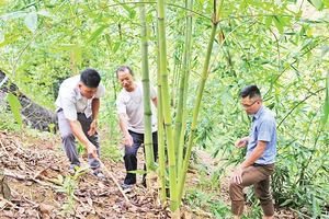 Sùng A Dê (người đeo kính) hướng dẫn người dân trong xã cách chăm sóc măng tre Bát độ.