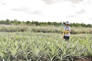 Ông Hồ Văn Oanh chăm sóc ruộng khóm tại xã Tân Lập 1, huyện Tân Phước, tỉnh Tiền Giang.