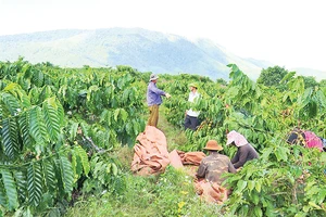 Người dân xã Đăk Krong, huyện Đăk Đoa vào cao điểm mùa thu hoạch cà-phê.