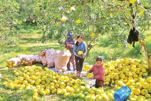 Thu hoạch bưởi ở Kim Hóa, huyện Tuyên Hóa, tỉnh Quảng Bình.