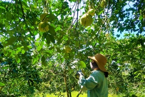 Phát triển cây ăn quả có múi đang là hướng phát triển kinh tế hiệu quả của nông dân huyện Tuyên Hóa (Quảng Bình) 