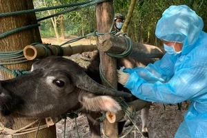 Nhân viên thú y huyện Bố Trạch, tỉnh Quảng Bình tiêm vaccine phòng bệnh cho gia súc. Ảnh: HOÀNG PHÚC