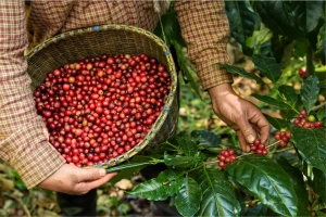 Trên thị trường cà phê, giá Arabica đã tăng vọt gần 12% lên hơn 6.200 USD/tấn, là mức tăng hàng tuần mạnh nhất trong gần 8 tháng qua, đồng thời thiết lập mức đỉnh mới trong hơn 13 năm. 