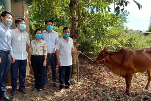 Hội Nông dân Thành phố Hồ Chí Minh trao phương tiện sinh kế (bò giống) cho hộ nông dân nghèo.