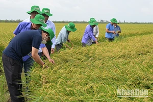 Nông dân tham quan đánh giá giống lúa ĐS1 của Vinarice trên cánh đồng liên kết bao tiêu sản phẩm 50 ha tại huyện Tam Nông, tỉnh Đồng Tháp.