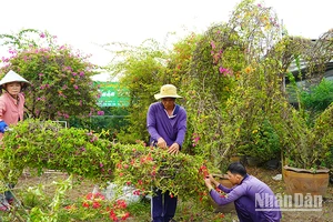 Bà con nông dân Làng hoa Sa Đéc tạo kiểng hoa giấy hình trái tim. (Ảnh: HỮU NGHĨA)