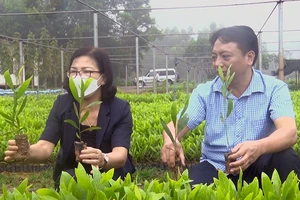 Lãnh đạo Sở Nông nghiệp và Phát triển nông thôn tỉnh Tuyên Quang kiểm tra chất lượng cây giống.