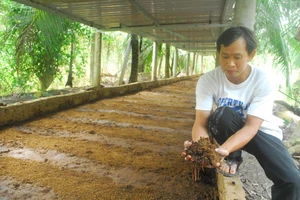 Mô hình nuôi trùn quế bằng phân bò của ông Nguyễn Công Vinh, huyện Châu Thành, tỉnh Tiền Giang theo nguyên lý kinh tế tuần hoàn.