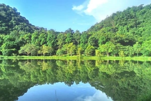 Vườn quốc gia Cúc Phương.