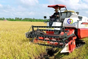 Sản xuất lúa chất lượng cao được triển khai ở nhiều địa phương nhằm nâng cao giá trị cho gạo xuất khẩu của Việt Nam. (Ảnh: TRẦN MINH)