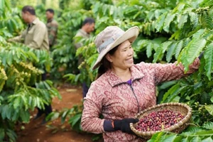 Phát triển nông nghiệp tái sinh, tăng năng suất, giảm phát thải là ưu tiên hàng đầu của Nestlé.