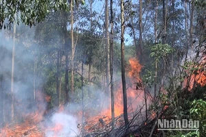 Hiện nay, nắng nóng gay gắt diễn ra trên diện rộng, nguy cơ cháy rừng ở Quảng Ngãi luôn ở cấp nguy hiểm và cực kỳ nguy hiểm