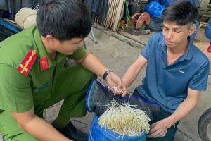 Qua kiểm tra, Công an thành phố Quảng Ngãi phát hiện giá đỗ do chủ cơ sở Đào Văn Lập sản xuất sử dụng hóa chất kích thích tăng trưởng.