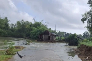 Lũ lớn khiến bờ sông Trà Câu bị sạt đe doạ trực tiếp đến 25 hộ, với 68 khẩu đang sinh sống dọc bờ sông.