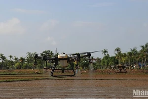 Sử dụng thiết bị bay không người lái (drone) để phun thuốc bảo vệ thực vật trong sản xuất nông nghiệp ở huyện Mộ Đức. 