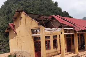 Năm 2022, cây đổ làm hư hỏng mái lớp học ở xã Mã Ba, huyện Hà Quảng, tỉnh Cao Bằng.