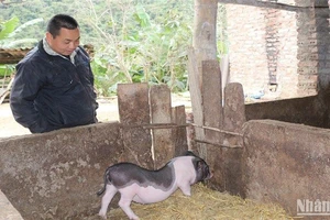 Người dân xóm Pác Háo, xã Lê Chung, huyện Hòa An, tỉnh Cao Bằng mong muốn đàn lợn trong xóm sớm được triển khai tiêm vaccine phòng dịch tả lợn châu Phi.