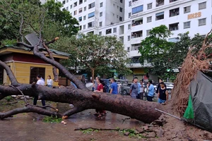 Sau bão số 3, Thành phố Hà Nội rút ra nhiều bài học trong quản lý, bảo vệ cây đô thị. Ảnh: Văn Học