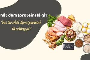 Chất đạm (protein) là gì? Vai trò chất đạm (protein) là những gì?