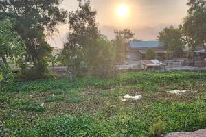 Người dân diệt lục bình gây ra ô nhiễm nguồn nước tại thị trấn Mỹ Phước, huyện Tân Phước. 