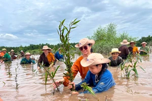 Khách du lịch tham gia tour trồng rừng bảo vệ môi trường trên sông Ba Lai (huyện Ba Tri, tỉnh Bến Tre). 