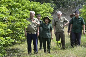 Cựu thanh niên xung phong Nguyễn Thị Lý hướng dẫn các cựu thanh niên xung phong thăm vườn na của gia đình cho thu nhập hằng năm hơn 300 triệu đồng.