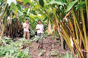 Người dân tại các bản của xã Háng Ðồng trồng thảo quả dưới tán rừng. 