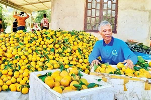 Ông Nguyễn Minh Ðịnh đóng gói cam vừa thu hoạch chuẩn bị chuyển cho thương lái.
