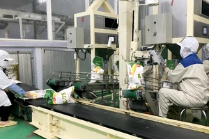 Ðóng gói gạo xuất khẩu tại nhà máy gạo của Công ty cổ phần Tập đoàn Lộc Trời ở huyện Thoại Sơn, tỉnh An Giang. (Ảnh TRẦN NGỌC)