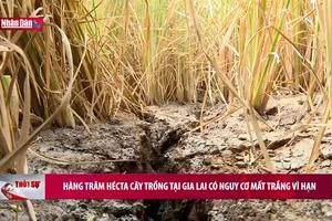 Hàng trăm hécta cây trồng tại Gia Lai có nguy cơ mất trắng vì hạn