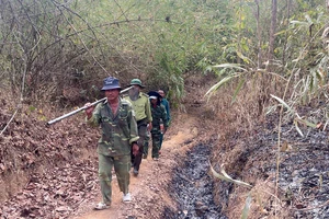 Lực lượng kiểm lâm, nhân viên bảo vệ rừng, chủ rừng đi tuần tra rừng thuộc khu vực xã Hàm Thạnh (huyện Hàm Thuận Nam).