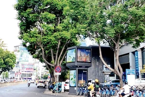 Cây xanh trên đường Phạm Hồng Thái, Quận 1 nằm trong kế hoạch đốn hạ để thi công tuyến Metro số 2.