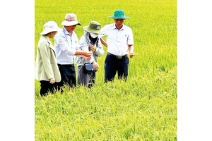 Cán bộ ngành nông nghiệp tỉnh Sóc Trăng hướng dẫn nông dân chăm sóc lúa chất lượng cao. 